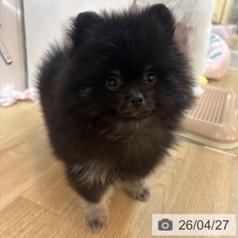 ポメラニアンの写真