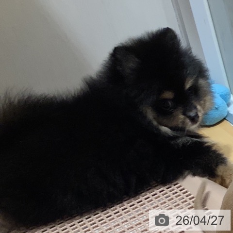 奈良県のポメラニアン (ペットプラス 大和郡山店/2026年2月24日生まれ/男の子/ブラックタン)の子犬の4枚目の画像