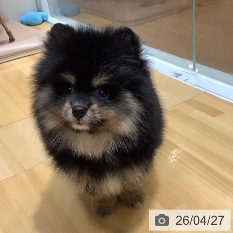 奈良県のポメラニアン (ペットプラス 大和郡山店/2026年2月24日生まれ/男の子/ブラックタン)の子犬の3枚目の画像