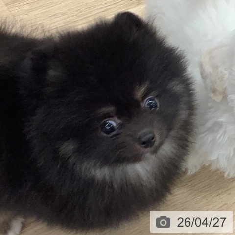 ポメラニアンの写真