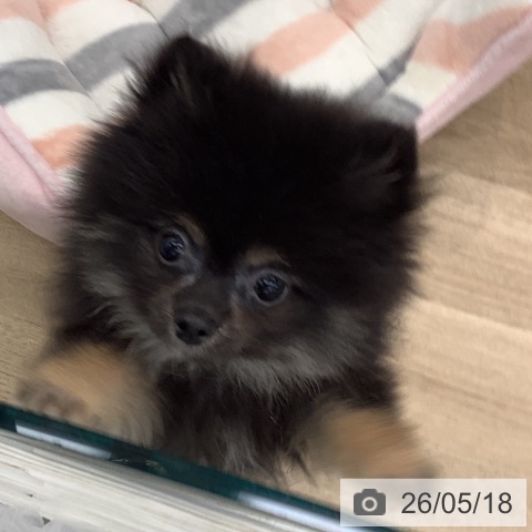 大阪府のポメラニアン (ペットプラス りんくう泉南店/2026年2月24日生まれ/女の子/ブラックタン)の子犬の4枚目の画像