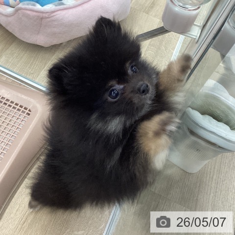 大阪府のポメラニアン (ペットプラス りんくう泉南店/2026年2月24日生まれ/女の子/ブラックタン)の子犬の3枚目の画像