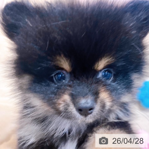 大阪府のポメラニアン (ペットプラス イオン大日店/2026年2月24日生まれ/女の子/ブラックタン)の子犬の4枚目の画像