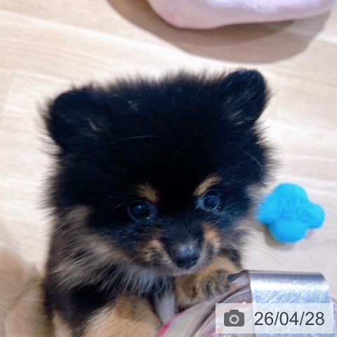 大阪府のポメラニアン (ペットプラス イオン大日店/2026年2月24日生まれ/女の子/ブラックタン)の子犬の3枚目の画像