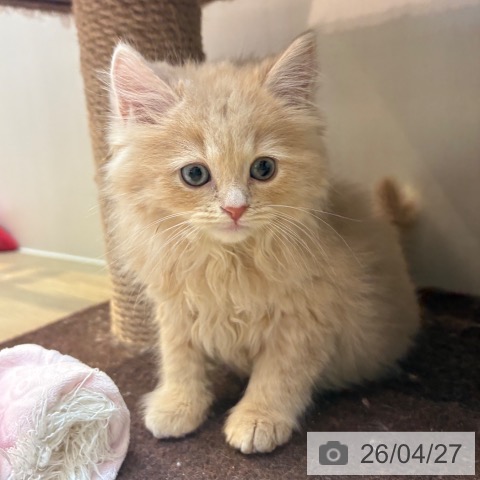 ブリティッシュロングヘアの写真