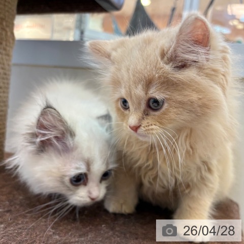 ブリティッシュロングヘアの写真