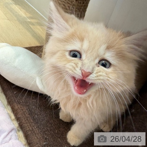 ブリティッシュロングヘアの写真