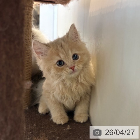 ブリティッシュロングヘアの写真