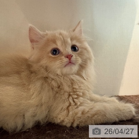 ブリティッシュロングヘアの写真