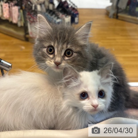 ノルウェージャンフォレストキャットの写真