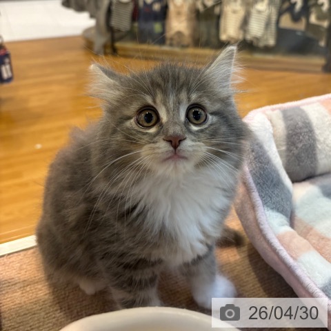 ノルウェージャンフォレストキャットの写真