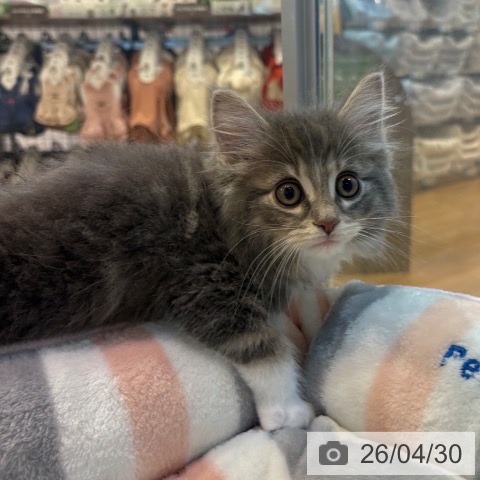 ノルウェージャンフォレストキャットの写真