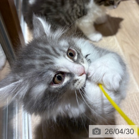 ノルウェージャンフォレストキャットの写真