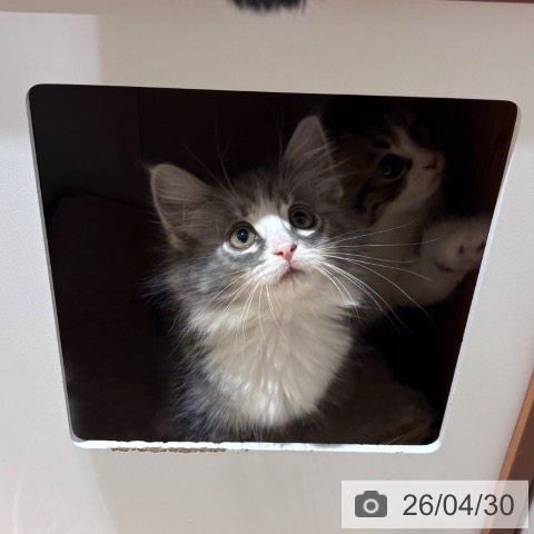 ノルウェージャンフォレストキャットの写真