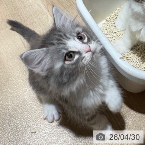 ノルウェージャンフォレストキャットの写真