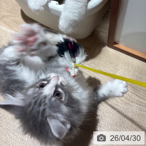 ノルウェージャンフォレストキャットの写真