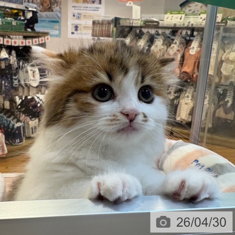 ラガマフィンの写真