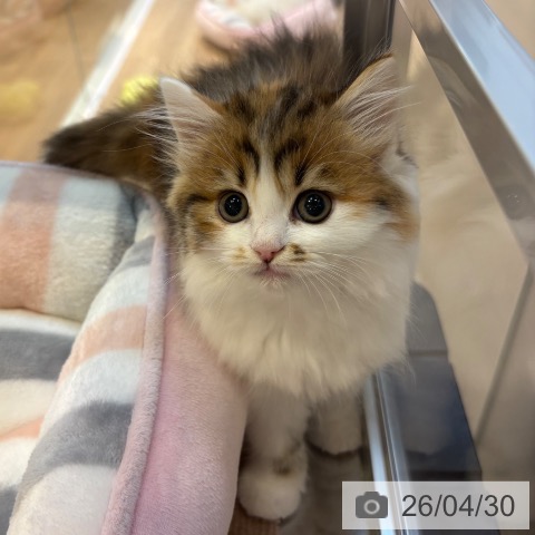 ラガマフィンの写真