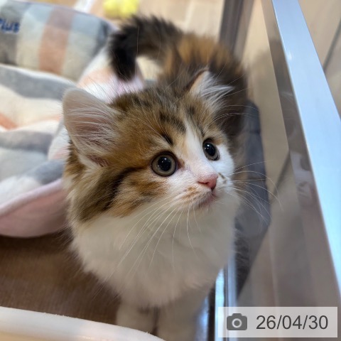 ラガマフィンの写真