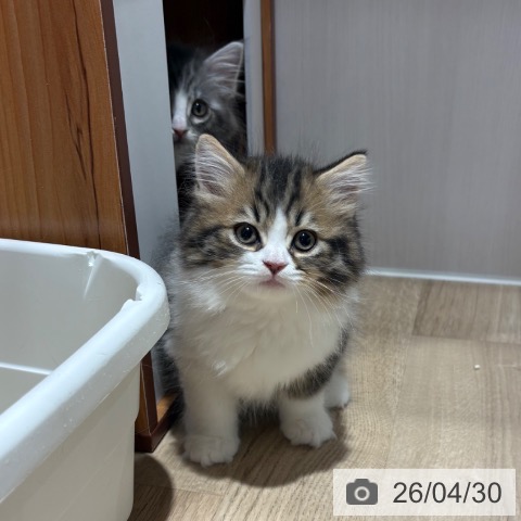 ラガマフィンの写真