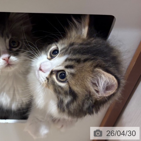 ラガマフィンの写真