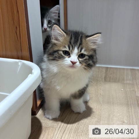 ラガマフィンの写真