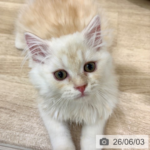 ラガマフィンの写真