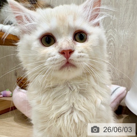 ラガマフィンの写真