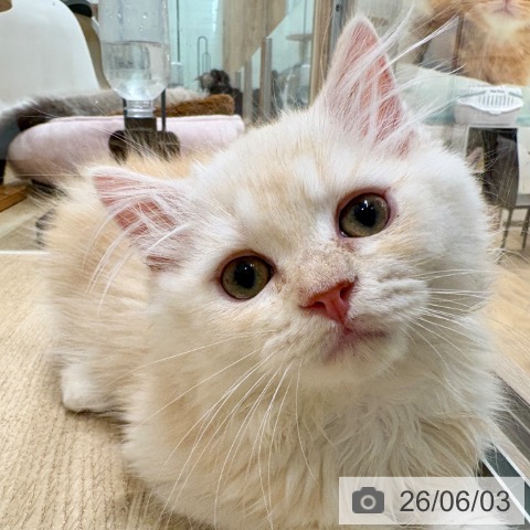 ラガマフィンの写真
