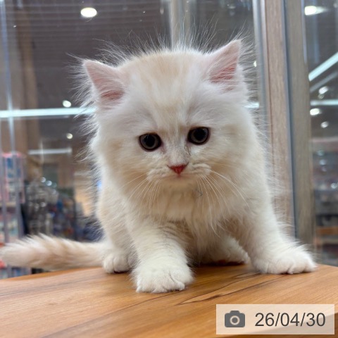 大阪府のラガマフィン (ペットプラス イオン大日店/2026年2月23日生まれ/男の子/クリームタビーホワイト)の子猫の4枚目の画像