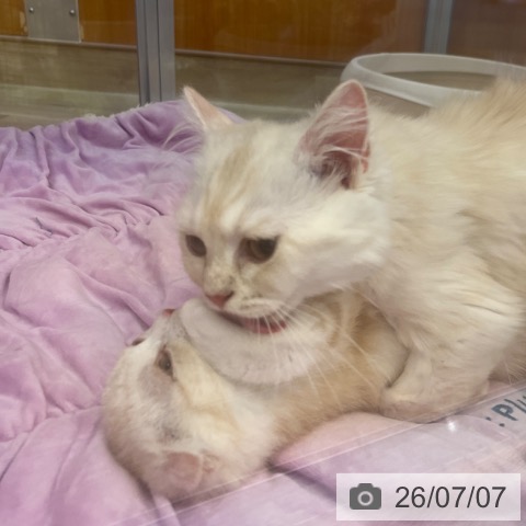 ラガマフィンの写真