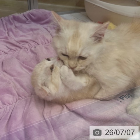 ラガマフィンの写真