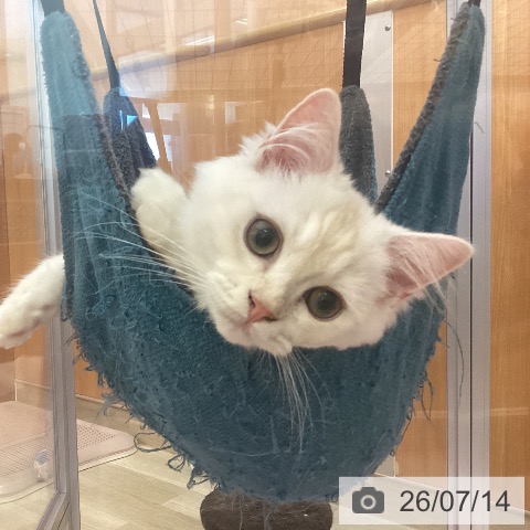 ラガマフィンの写真