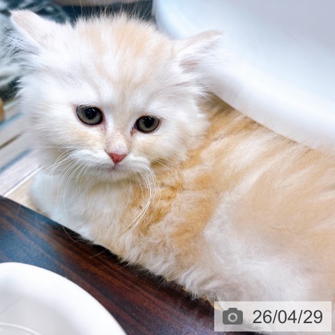 大阪府のラガマフィン (ペットプラス イオン大日店/2026年2月23日生まれ/女の子/レッドタビーホワイト)の子猫の4枚目の画像