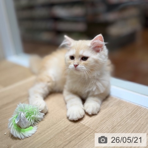 ラガマフィンの写真