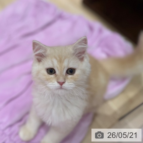 ラガマフィンの写真