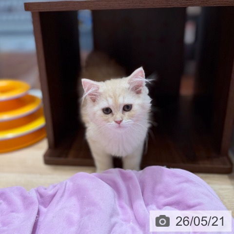 ラガマフィンの写真