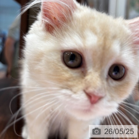 ラガマフィンの写真