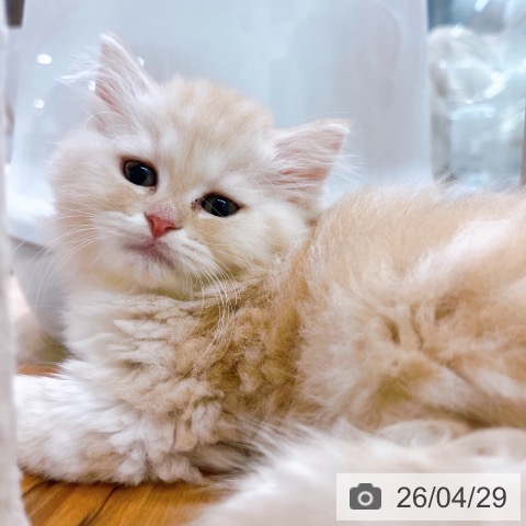 大阪府のラガマフィン (ペットプラス イオン大日店/2026年2月23日生まれ/女の子/レッドタビーホワイト)の子猫の3枚目の画像