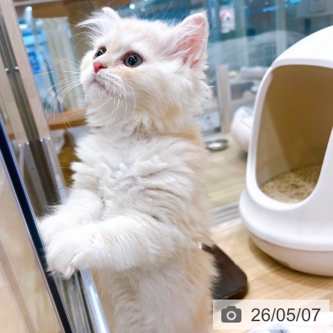 ラガマフィンの写真