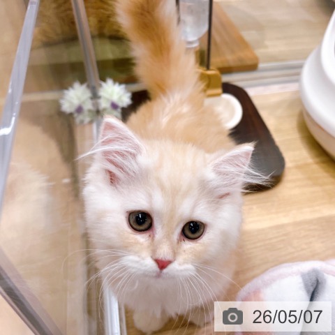 大阪府のラガマフィン (ペットプラス イオン大日店/2026年2月23日生まれ/女の子/クリームタビーホワイト)の子猫の3枚目の画像