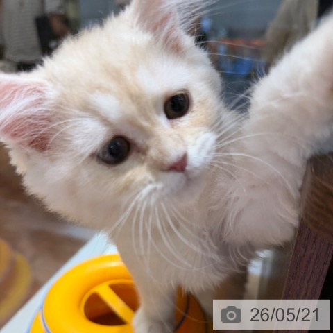 ラガマフィンの写真