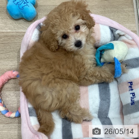 新潟県のトイプードル(トイ) (ペットプラス 新潟南店/2026年2月27日生まれ/女の子/アプリコット)の子犬の4枚目の画像