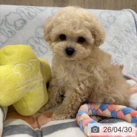 トイ・プードルの写真