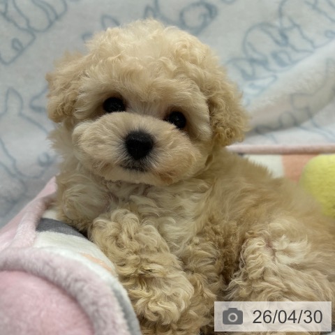 トイ・プードルの写真