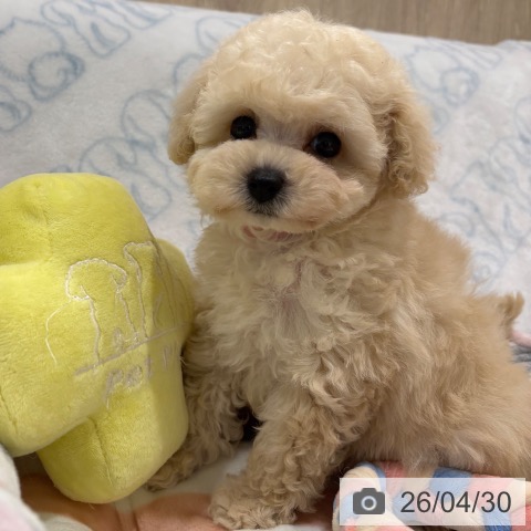 トイ・プードルの写真