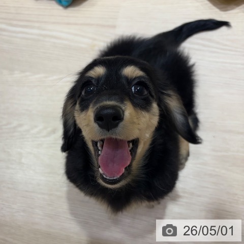 ミニチュア・ダックスフンドの写真
