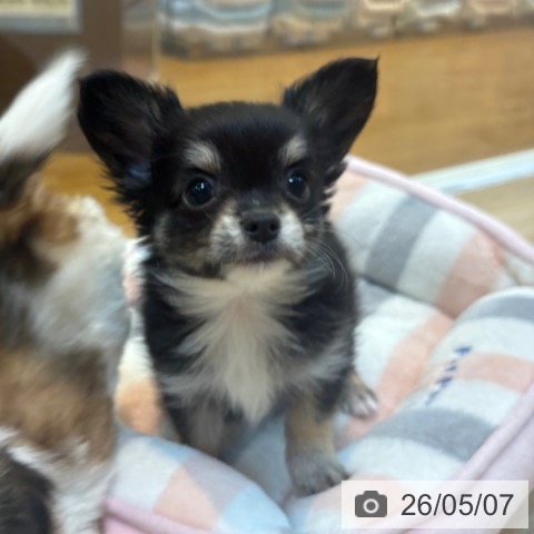 京都府のチワワ(ロング) (ペットプラス イオンモールKYOTO店/2026年3月2日生まれ/男の子/ブラックタンホワイト)の子犬の3枚目の画像