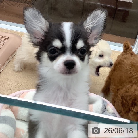 チワワの写真