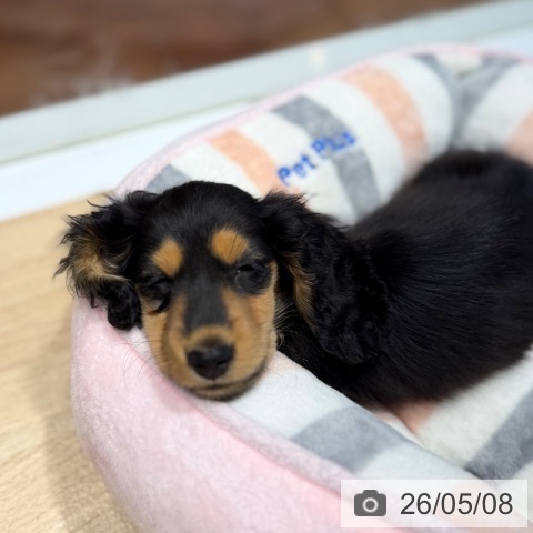 ミニチュア・ダックスフンドの写真
